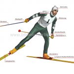 der Langläufer - narciarz biegowy der Langläufer - narciarz biegowy