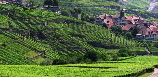 Szwajcaria z lotu ptaka - winnice