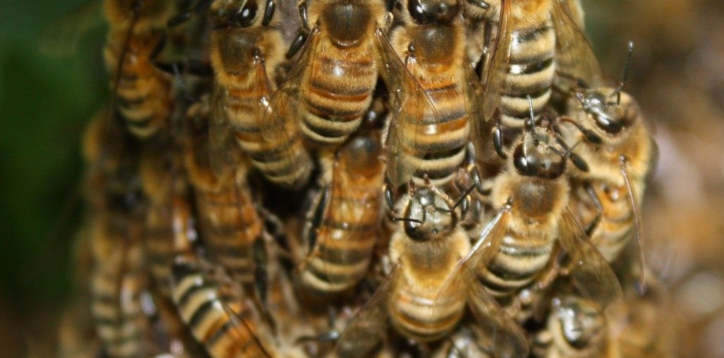 Bienen liefern mehr als Honig