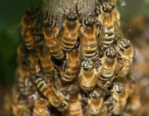 Bienen liefern mehr als Honig