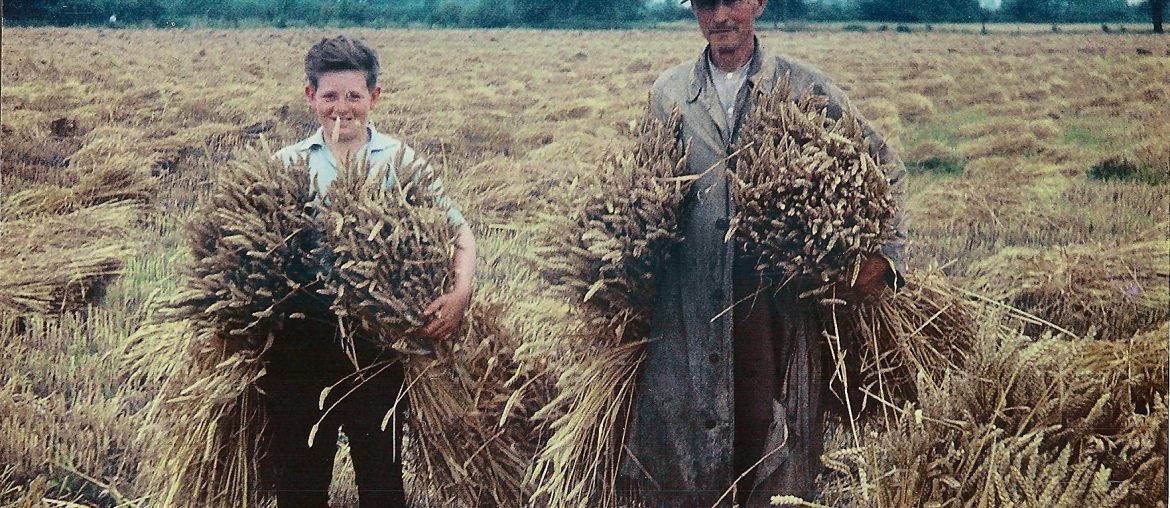 Rolnictwo - słownik polsko-niemiecki online